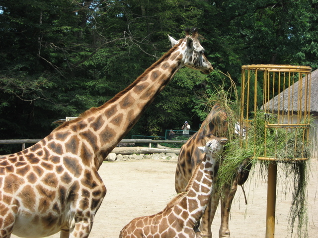 Zoo Len 18.6.2009 066.jpg zvtit