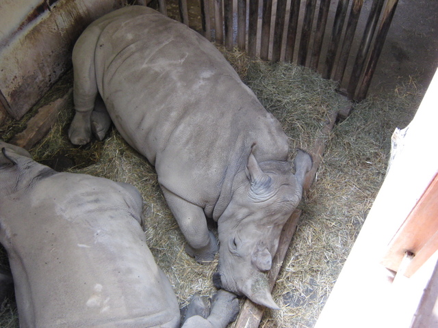 Zoo Len 18.6.2009 073.jpg zvtit