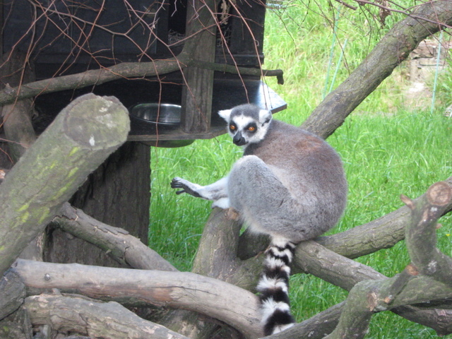 Zoo Len 18.6.2009 092.jpg zvtit