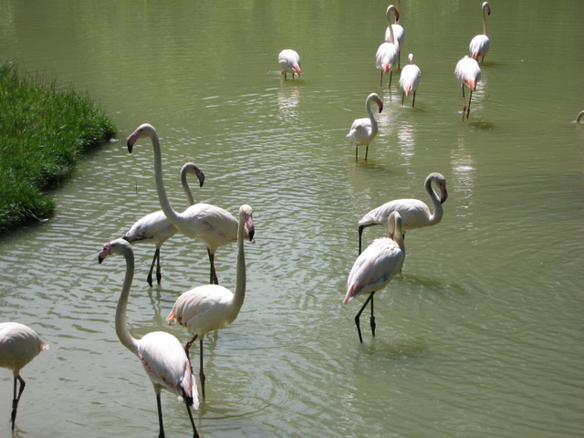 Zoo Len 18.6.2009 096.jpg zvtit