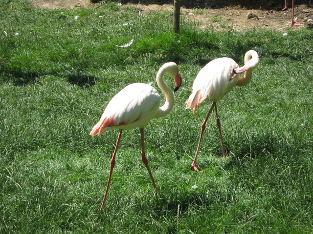 Zoo Len 18.6.2009 099.jpg zvtit