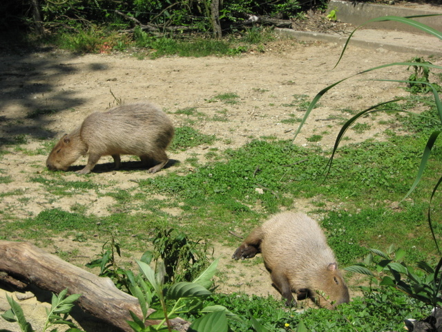 Zoo Len 18.6.2009 118.jpg zvtit