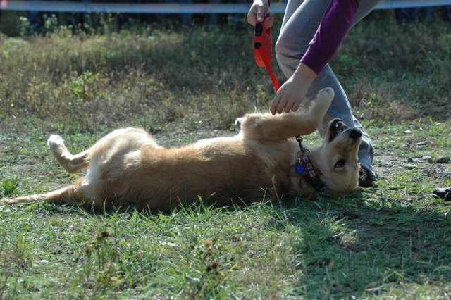 DSC_4845.JPG zvtit