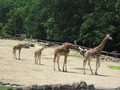 Zoo Len 18.6.2009 074.jpg zvtit