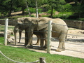 Zoo Len 18.6.2009 081.jpg zvtit